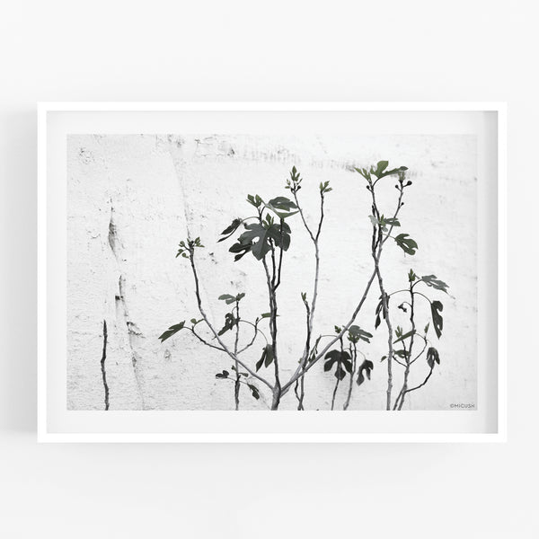 הדפס צילום - Fig Tree
