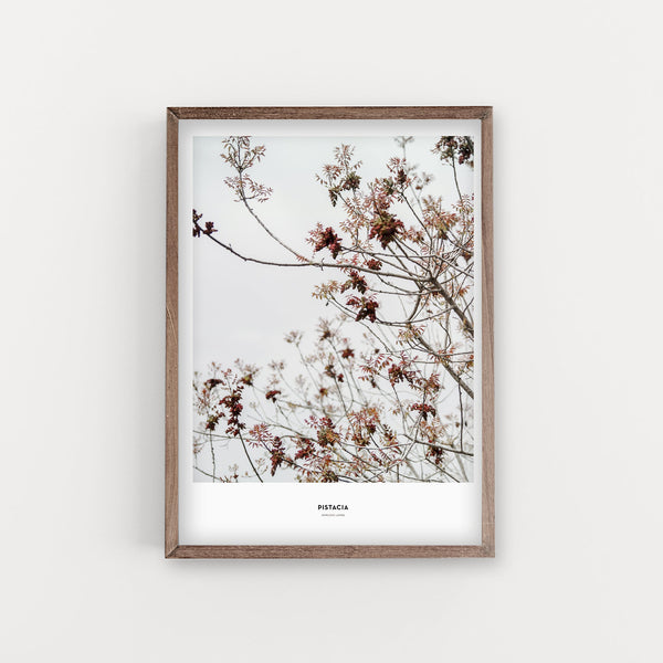 הדפס צילום - Pistacia