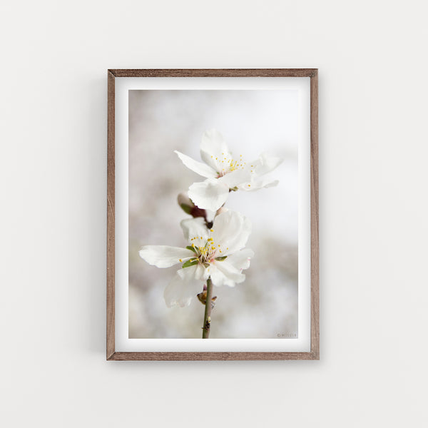 הדפס צילום - Almond Tree No.2
