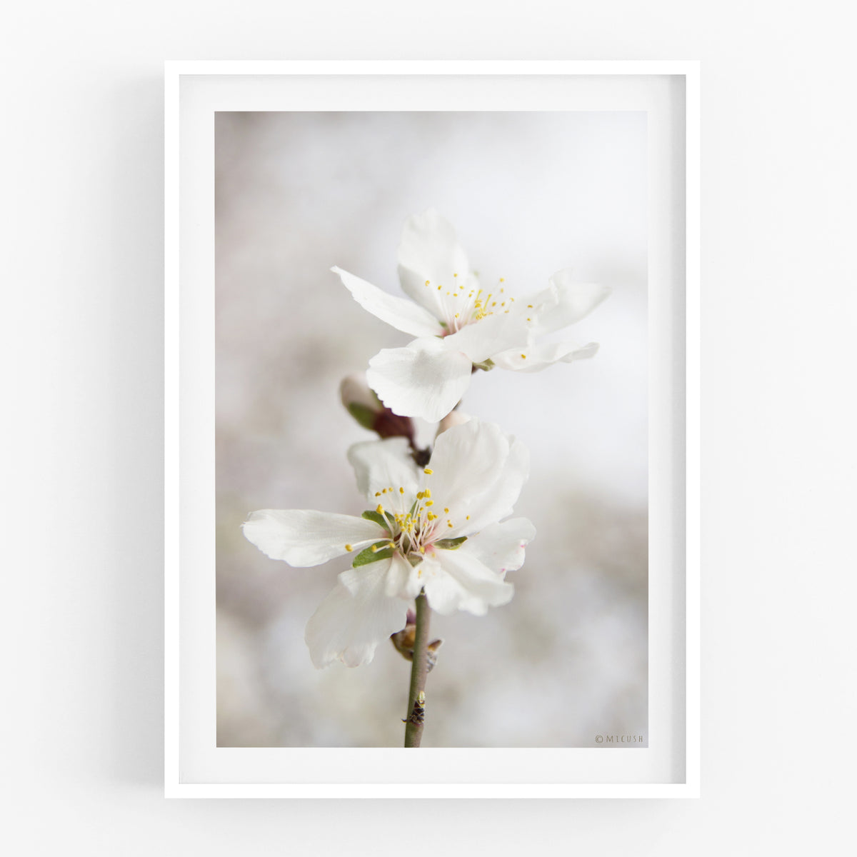 הדפס צילום - Almond Tree No.2