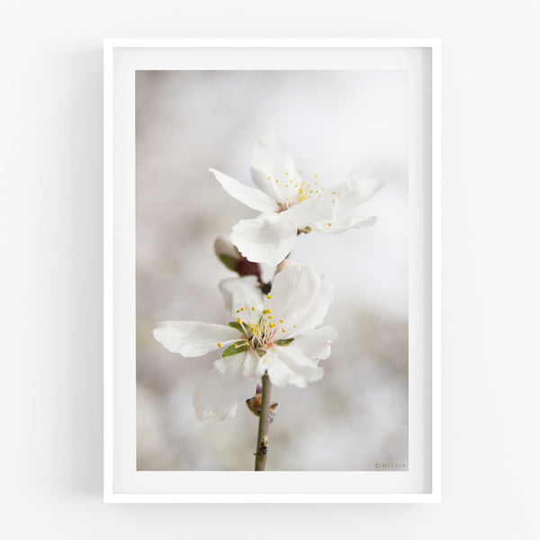 הדפס צילום - Almond Tree No.2