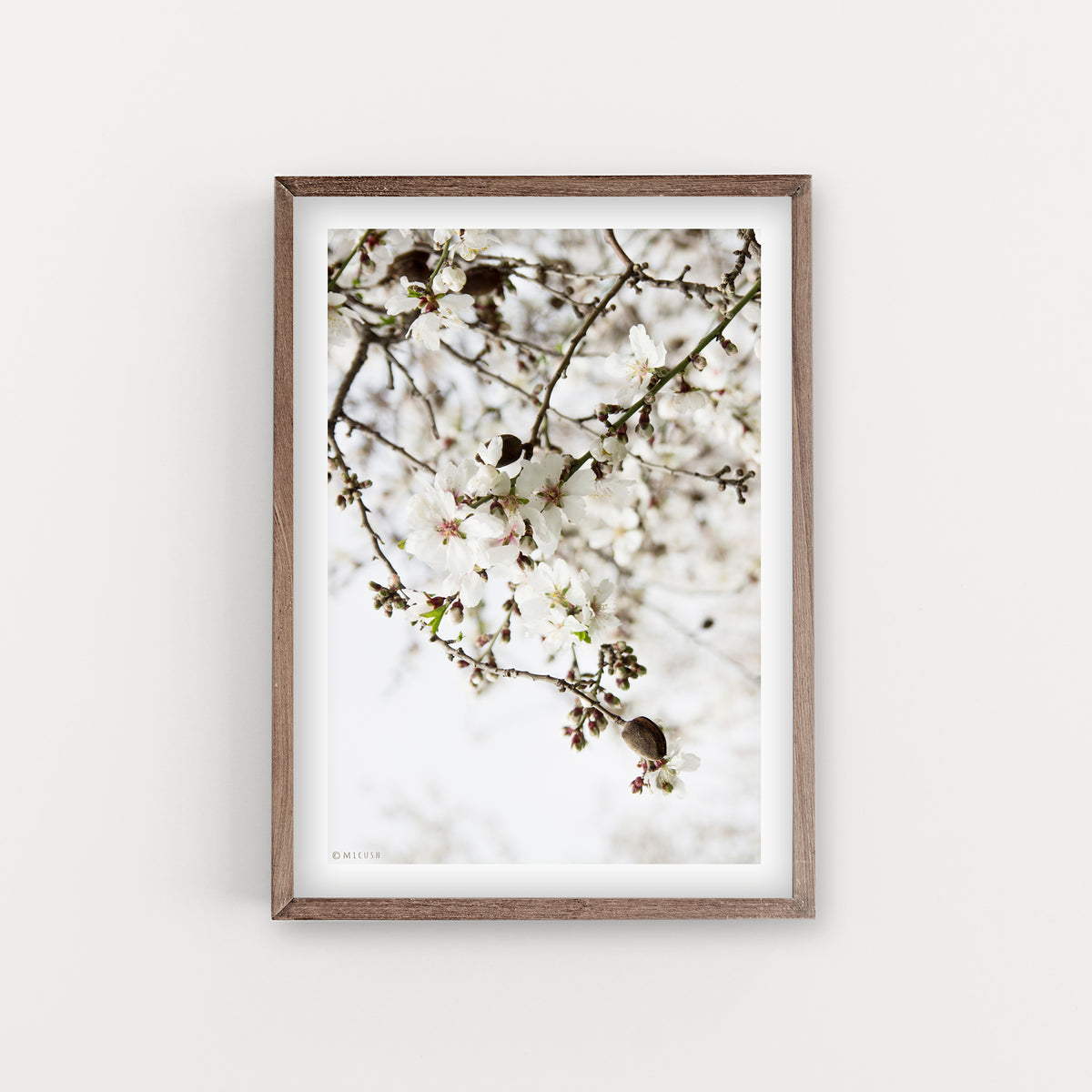 הדפס צילום - Almond Tree No.1