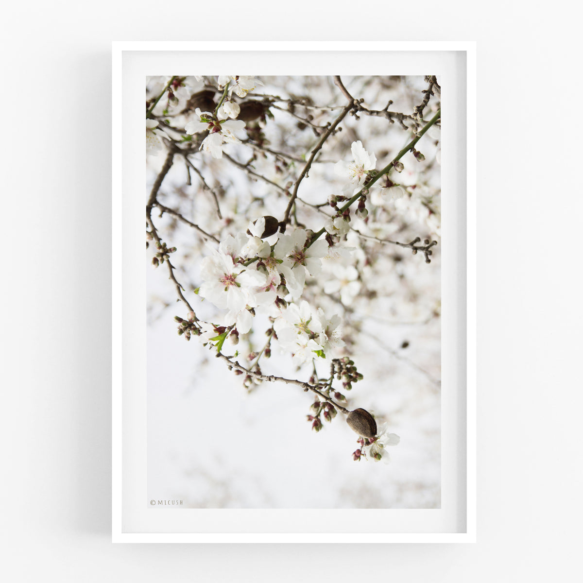 הדפס צילום - Almond Tree No.1