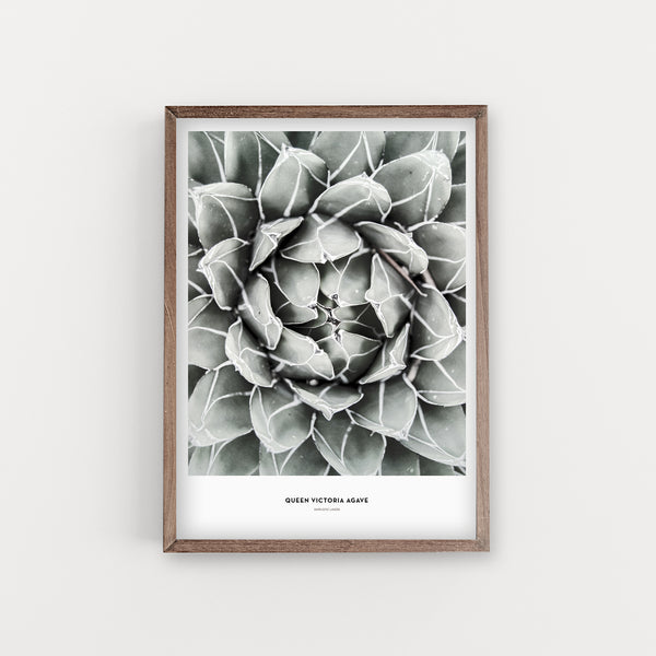 הדפס צילום - Queen Victoria agave