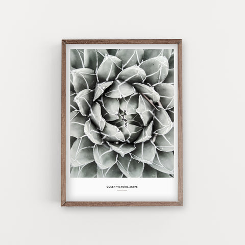 הדפס צילום - Queen Victoria agave