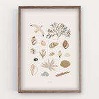 הדפס - Seashells Collection