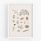 הדפס - Seashells Collection