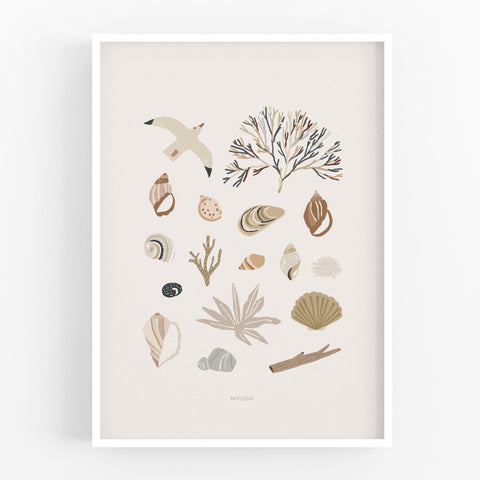 הדפס - Seashells Collection