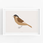 הדפס - Bird - Sparrow