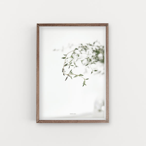 הדפס צילום - Thyme