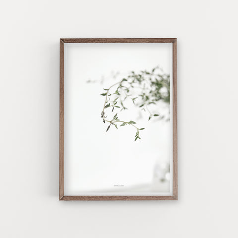 הדפס צילום - Thyme