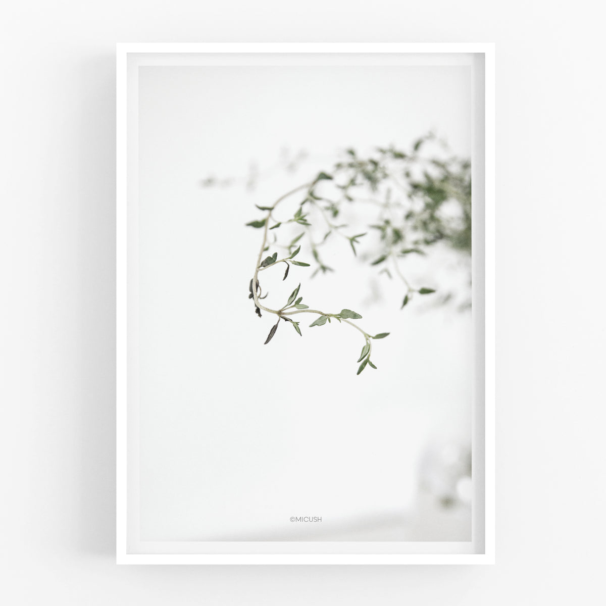 הדפס צילום - Thyme