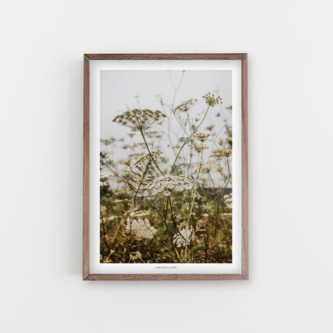 הדפס צילום -  Wild Carrot #2