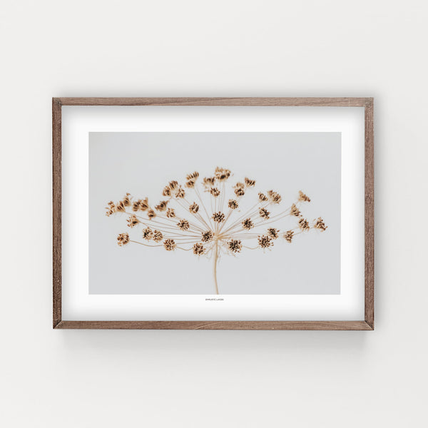 הדפס צילום - Wild Carrot