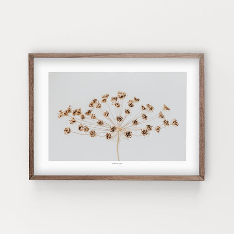 הדפס צילום - Wild Carrot