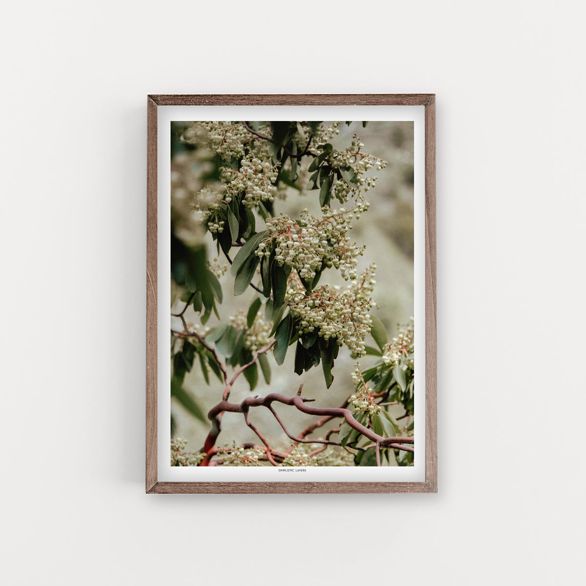 הדפס צילום - Arbutus bloom