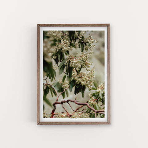 הדפס צילום - Arbutus bloom