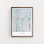 הדפס צילום - Phalaria Joppensis