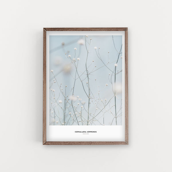 הדפס צילום - Phalaria Joppensis