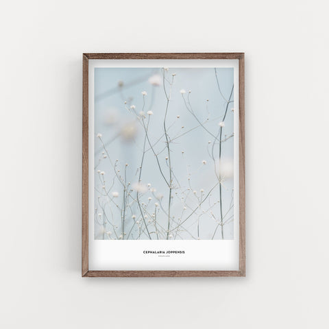 הדפס צילום - Phalaria Joppensis