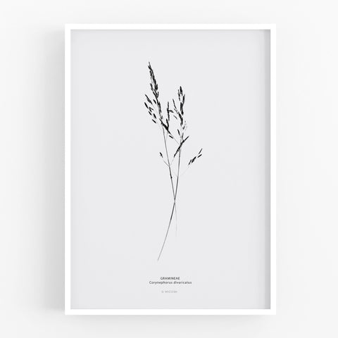 הדפס - Corynephorus Divaricatus