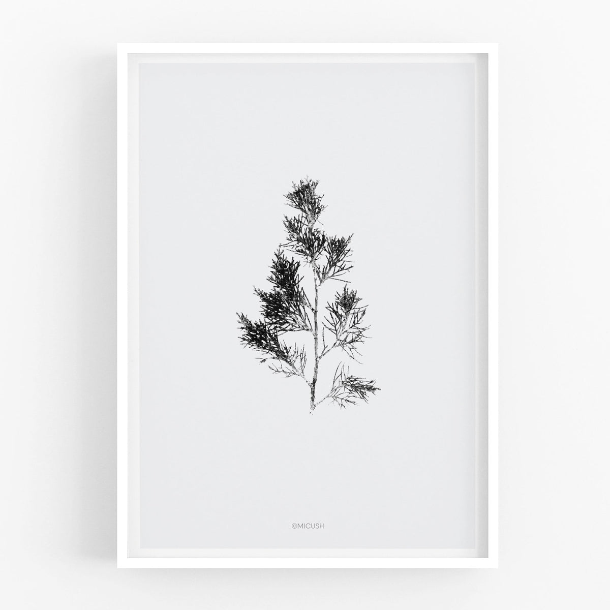 הדפס - Cupressus