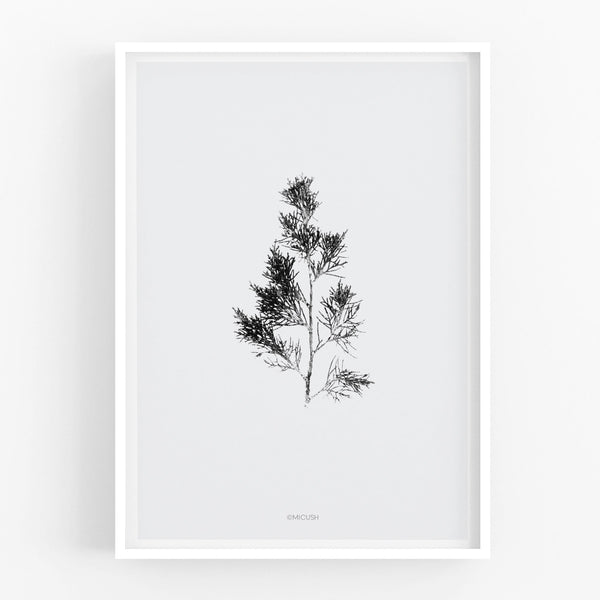 הדפס - Cupressus