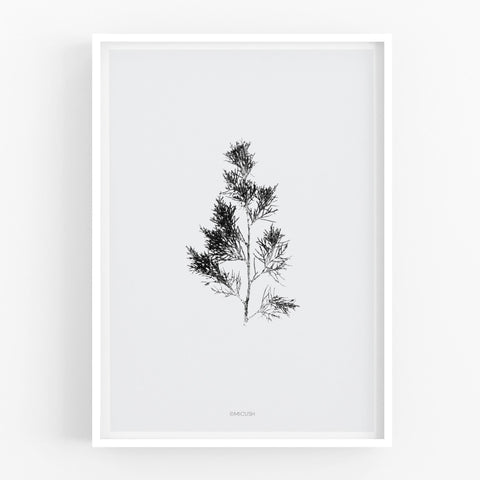 הדפס - Cupressus