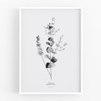 הדפס - Eucalyptus Cinerea