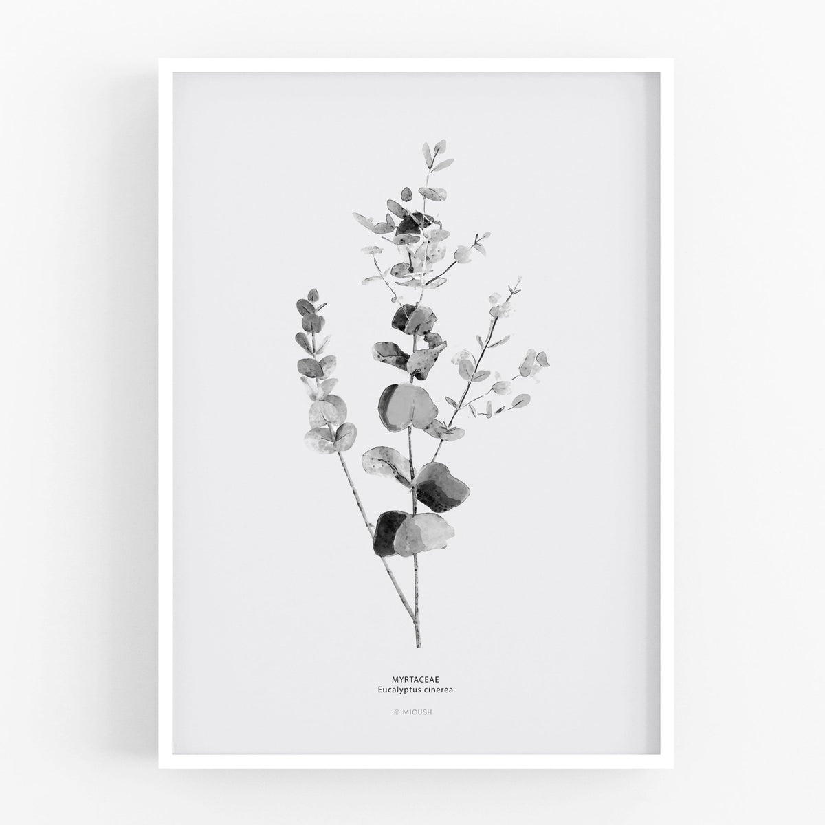 הדפס - Eucalyptus Cinerea
