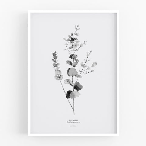 הדפס - Eucalyptus Cinerea