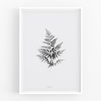 הדפס - Fern