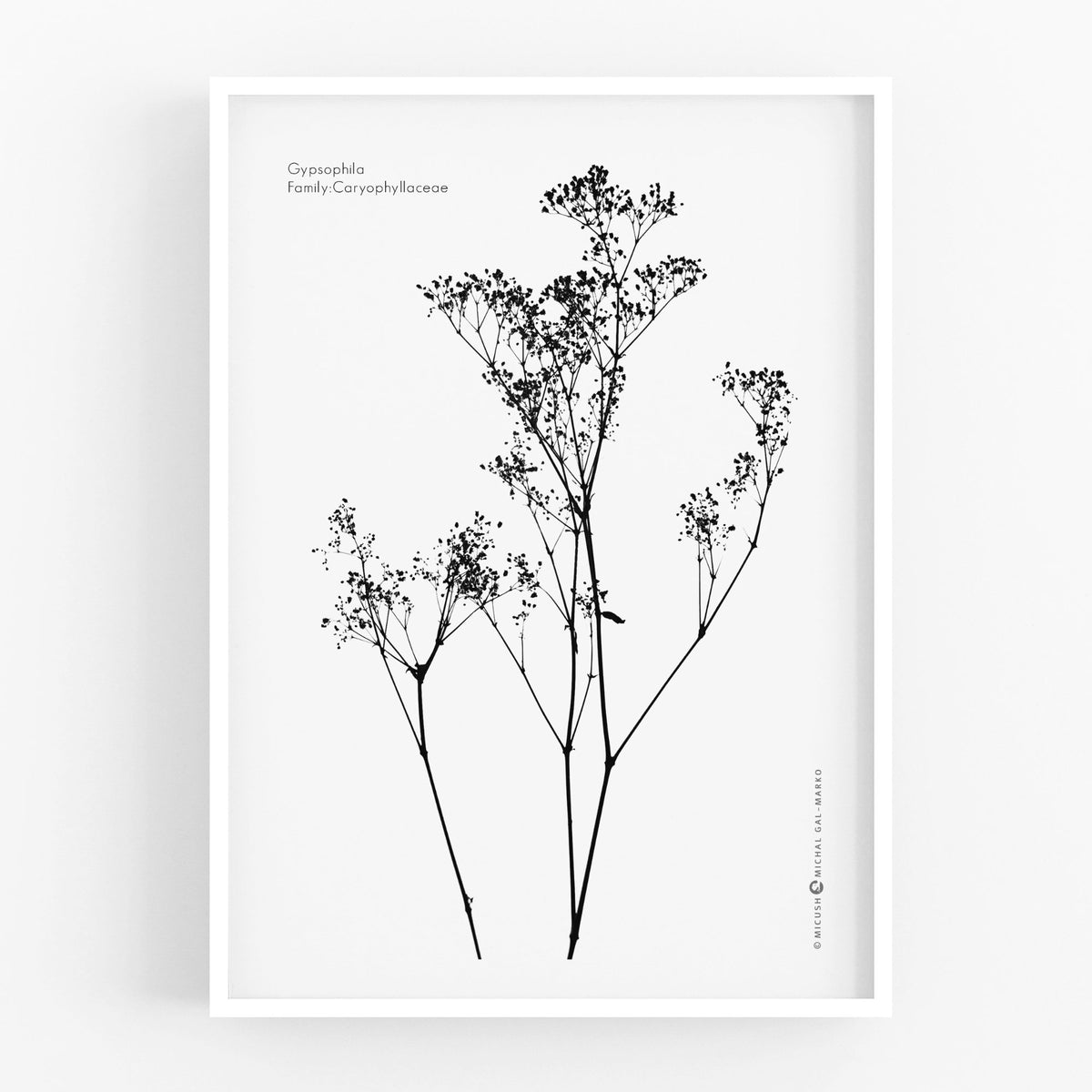 הדפס - Gypsophila