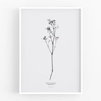 הדפס - Gypsophila No.2