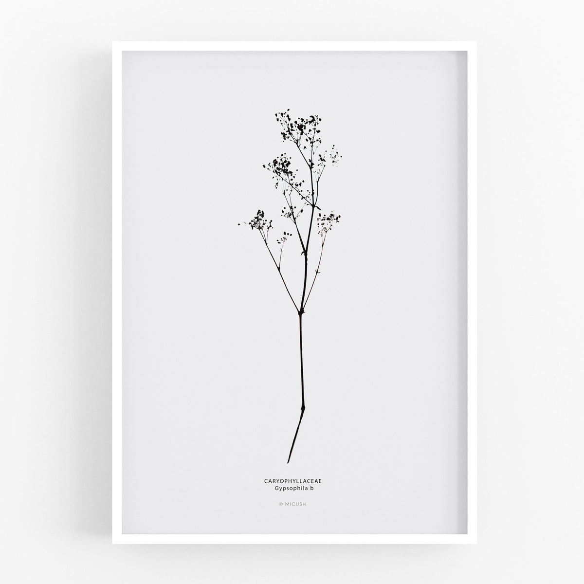 הדפס - Gypsophila No.2