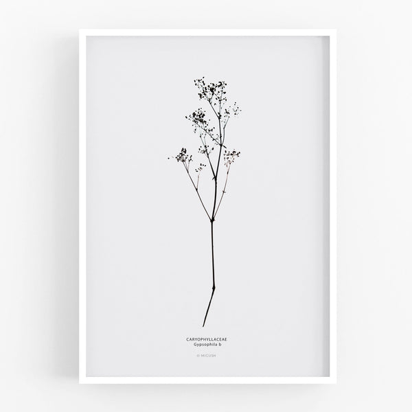 הדפס - Gypsophila No.2