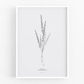 הדפס - Pennisetum Setaceum