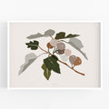 הדפס - Harvest - Fig