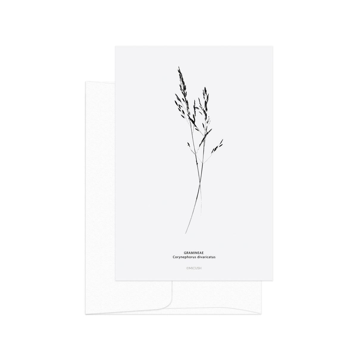 גלויה - B&W Botanical - Gramineae Corynephorus