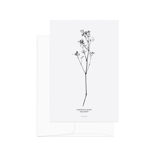 גלויה - B&W Botanical - Gypsophila
