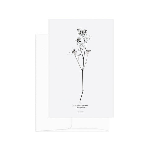 גלויה - B&W Botanical - Gypsophila