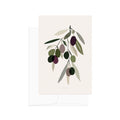 גלויה - Harvest - Olives