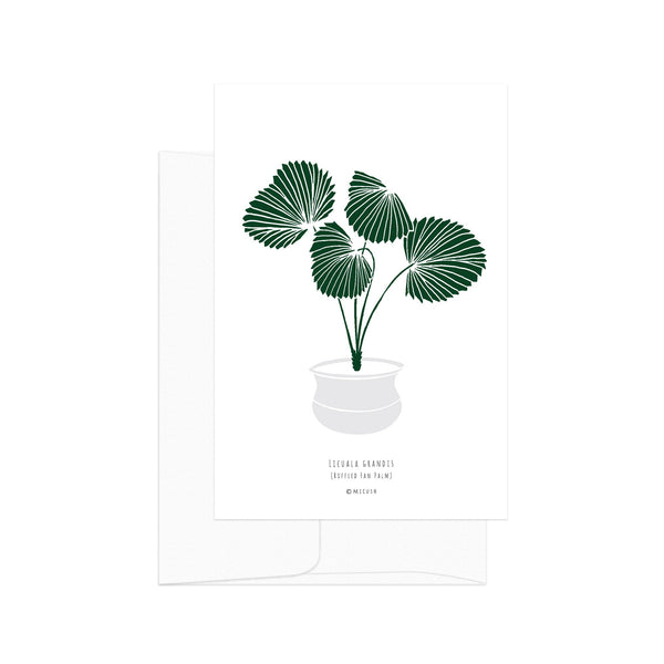 גלויה - Botanical - Licula Grandis