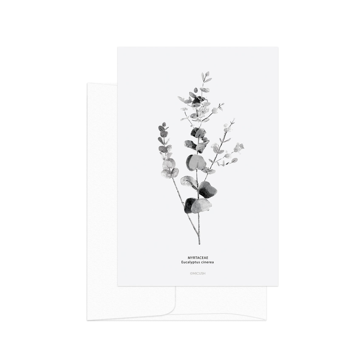 גלויה - B&W Botanical - Myrtaceae Eucalyptus