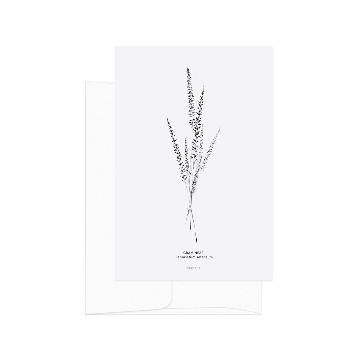 גלויה - B&W Botanical - Pennisetum Setaceum