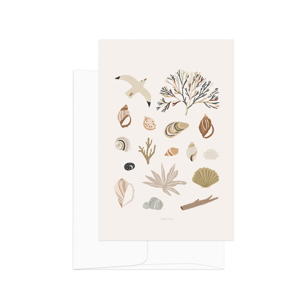 גלויה - Shell collection