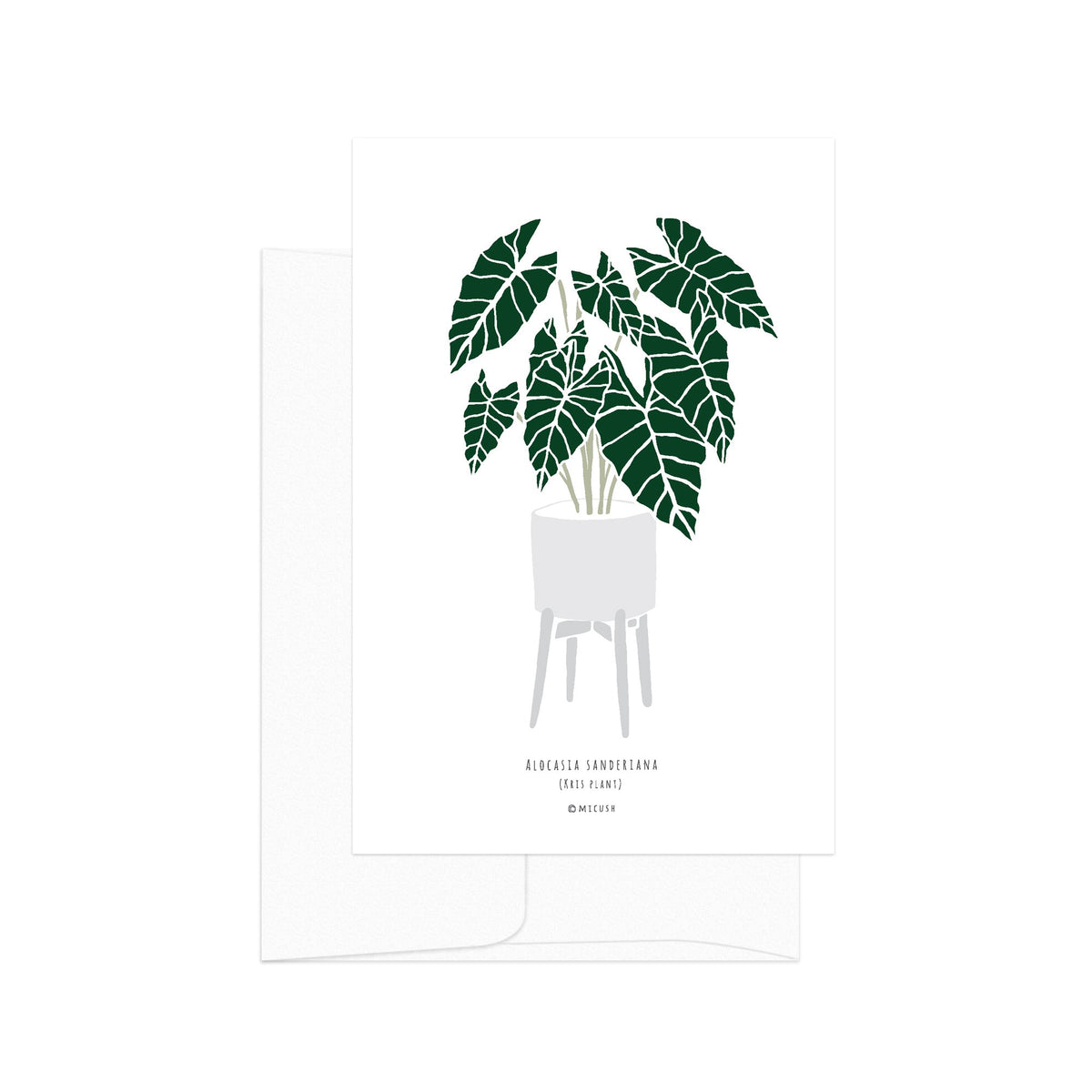 גלויה - Botanical - Alocasia Sanderiana