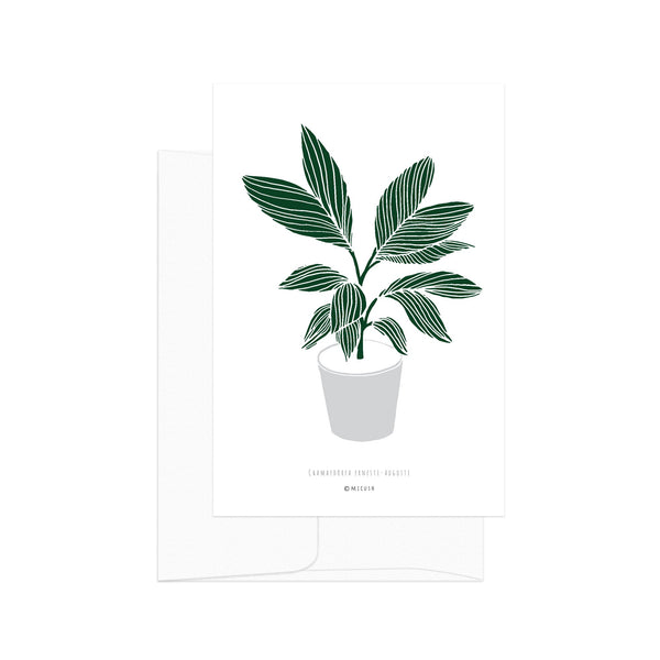 גלויה - Botanical - Chamaedorea