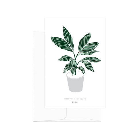 גלויה - Botanical - Chamaedorea