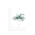 גלויה - Botanical - Chlorophytum